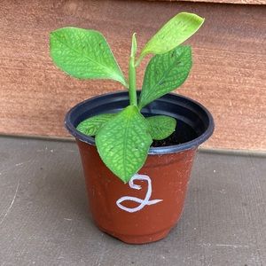 COPY - Synadenium Lechero Africano Planta De La